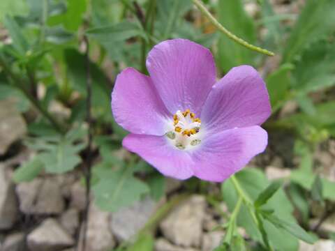 Image of Cristaria molinae C. Gay