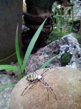 Image of Barbary Spider