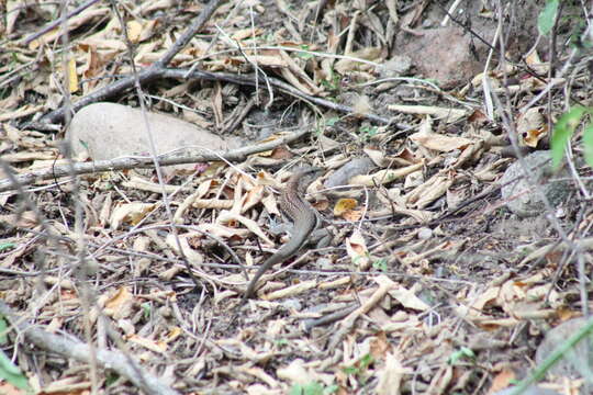 صورة Aspidoscelis guttatus (Wiegmann 1834)