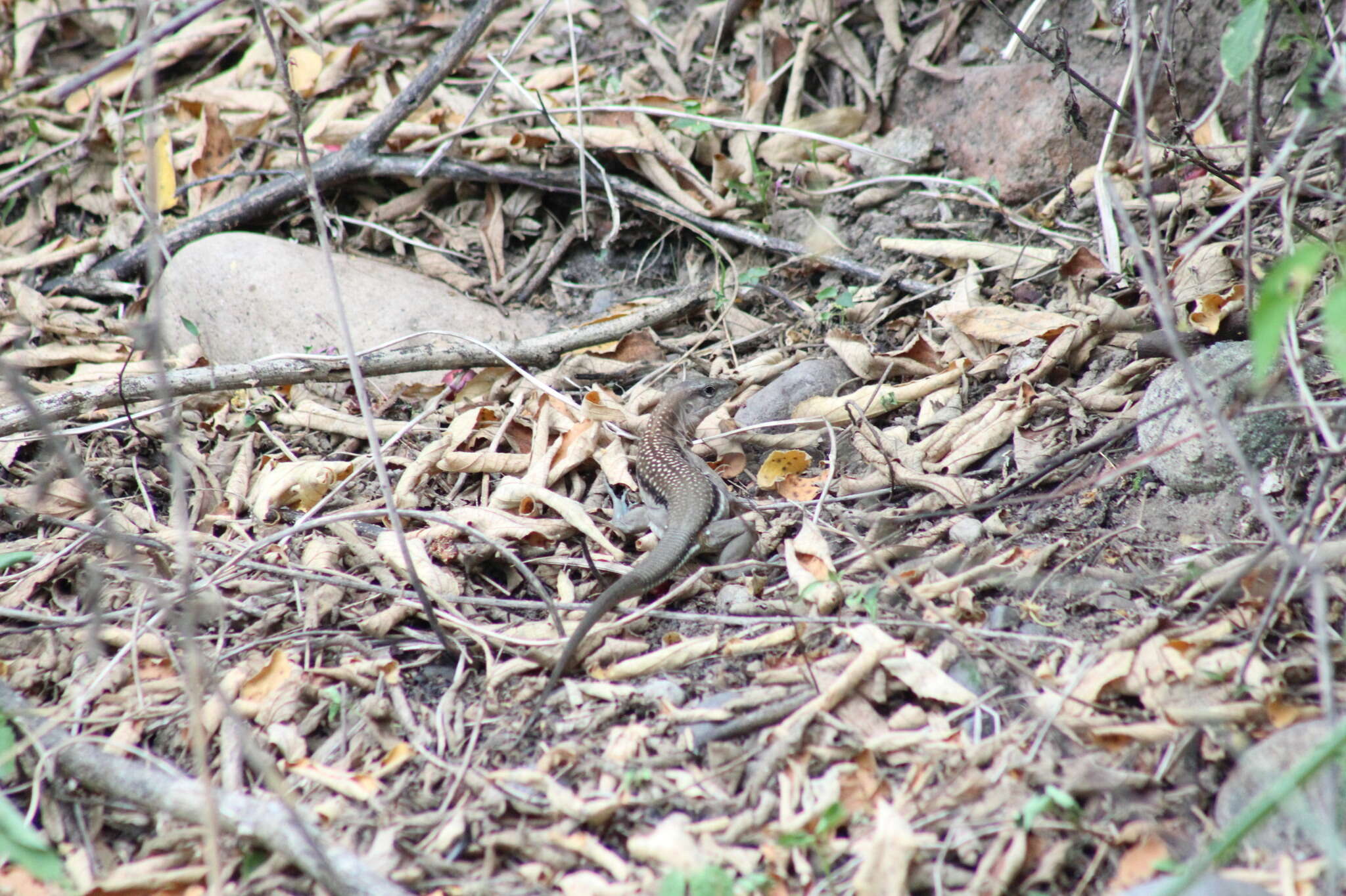 Plancia ëd Aspidoscelis guttatus (Wiegmann 1834)