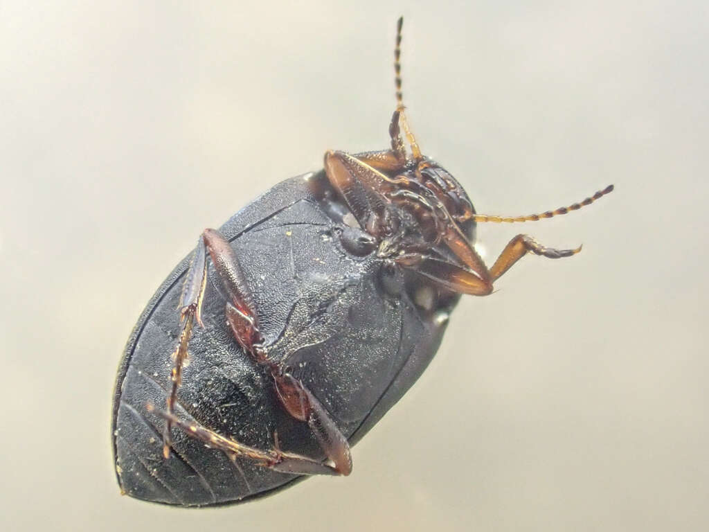 Image of Leconectes striatellus (Le Conte 1852)