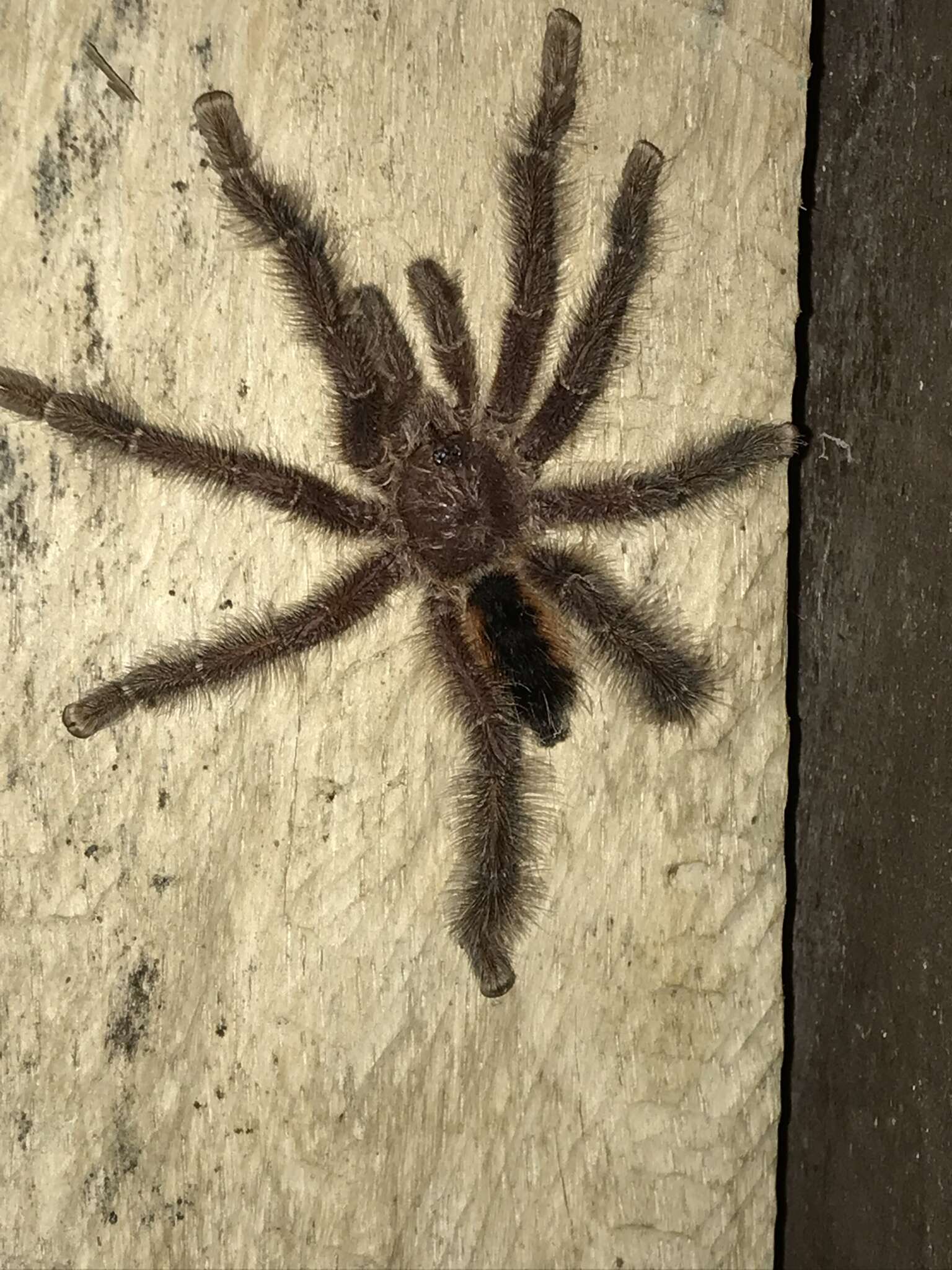 Image of Avicularia hirschii Bullmer, Thierer-Lutz & Schmidt 2006