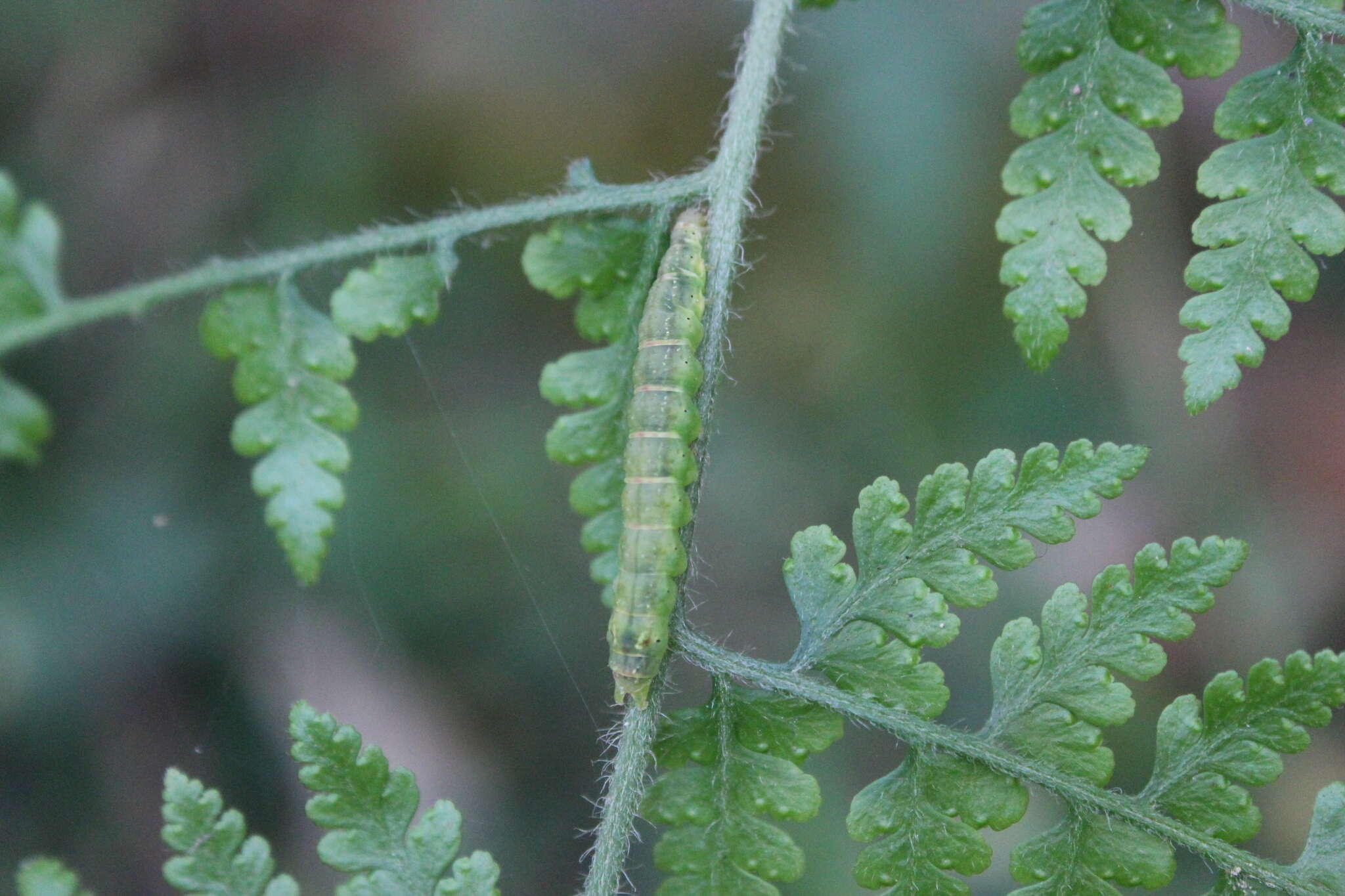 Image of Bertula hadenalis Moore 1867