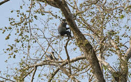 Image of Black-shanked Douc Langur