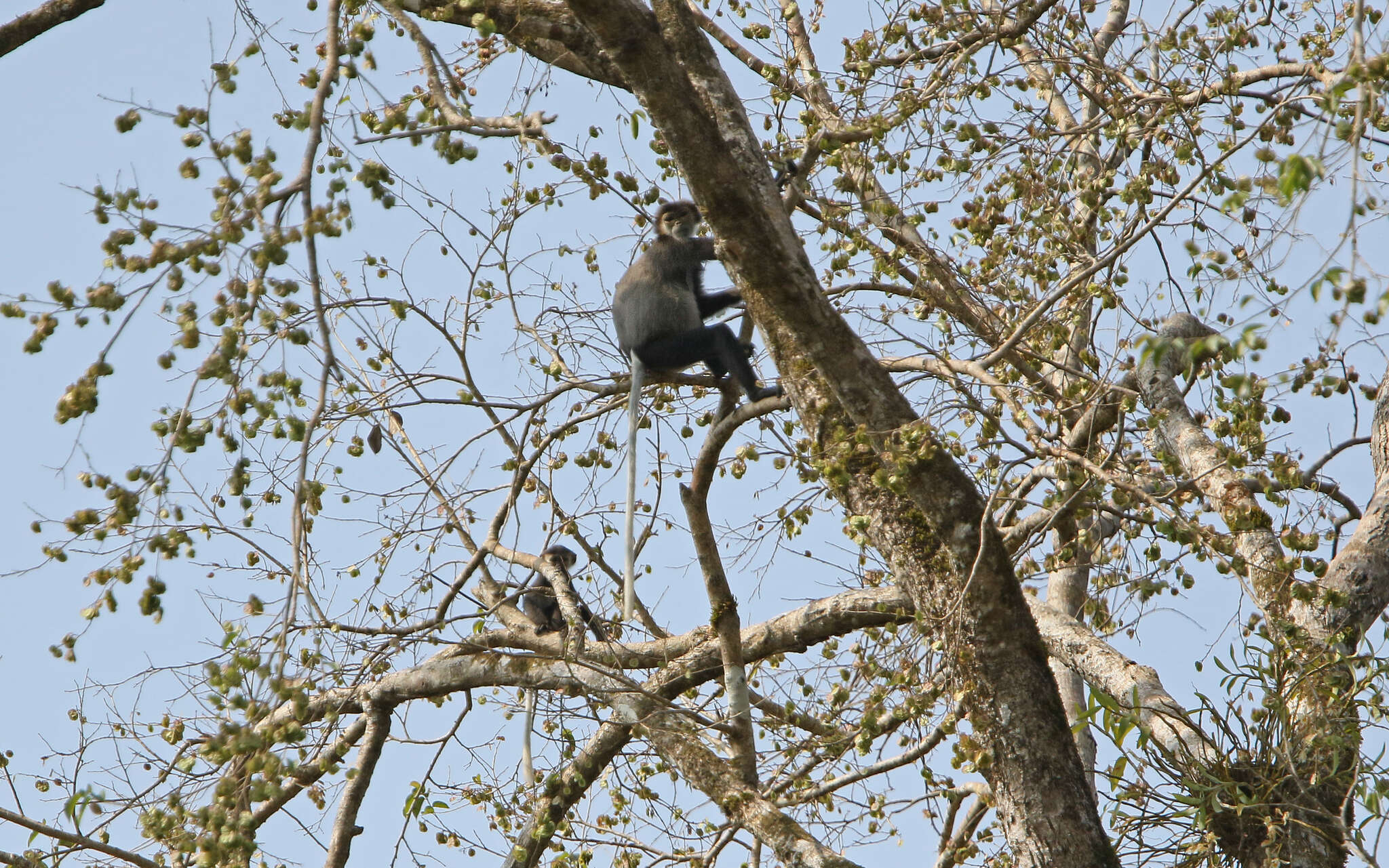 Image of Black-shanked Douc Langur