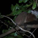 Image of James' Sportive Lemur