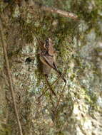 Image of Eupholidoptera tyrrhenica Allegrucci, Massa, Trasatti & Sbordoni 2014