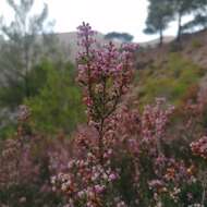 Image of heather