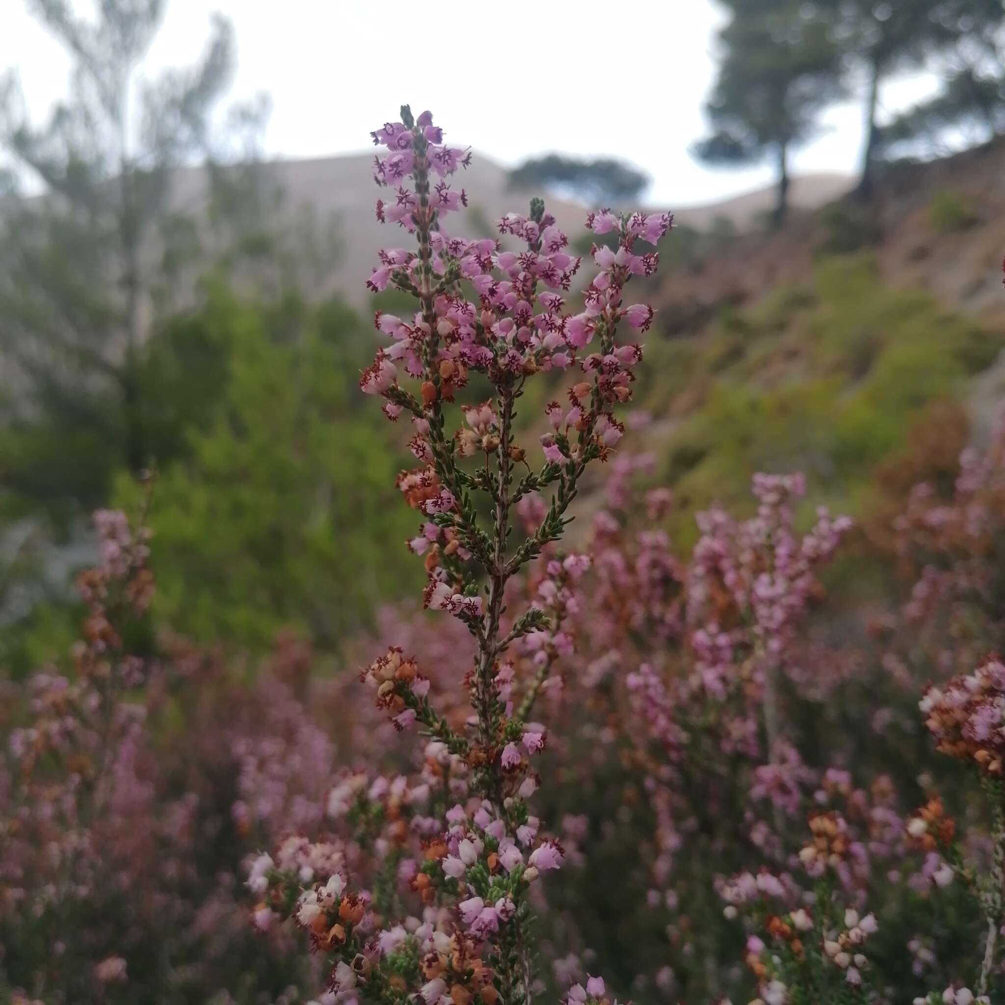 Imagem de Erica manipuliflora Salisb.