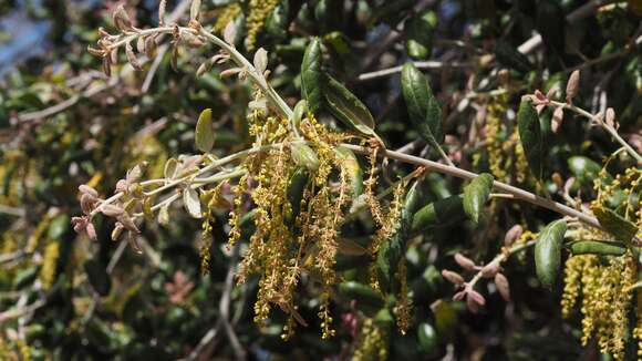 Image of California Live Oak