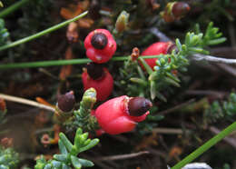 Imagem de Lepidothamnus laxifolius (Hook. fil.) Quinn