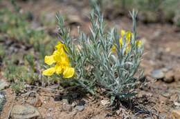 Plancia ëd Cymbaria daurica L.