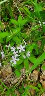 Imagem de Phlox pilosa subsp. ozarkana (Wherry) Wherry