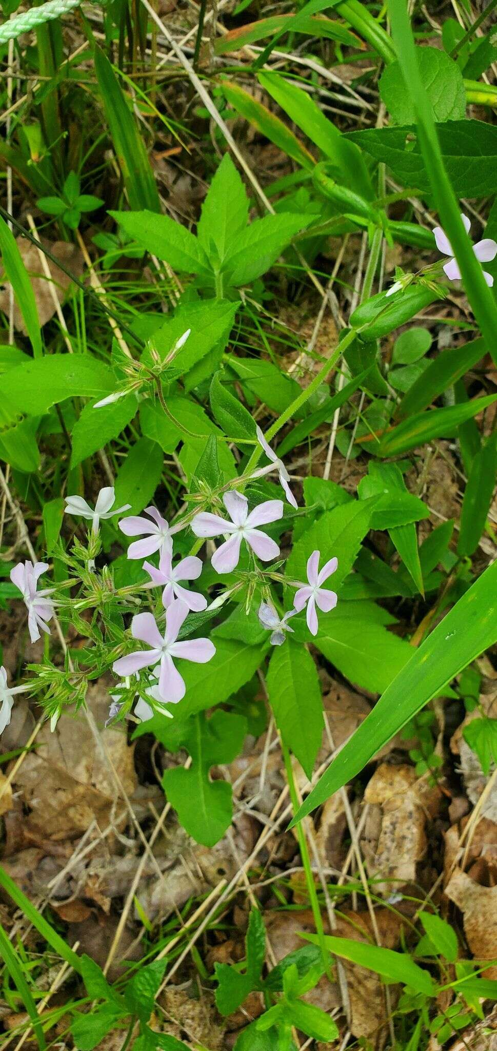 Sivun Phlox pilosa subsp. ozarkana (Wherry) Wherry kuva