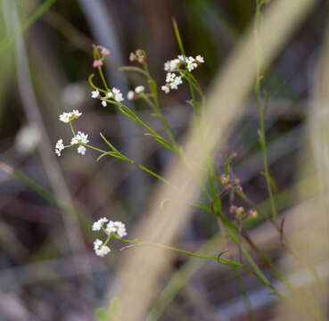 Imagem de Platysace heterophylla var. heterophylla