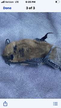 Image of California Myotis