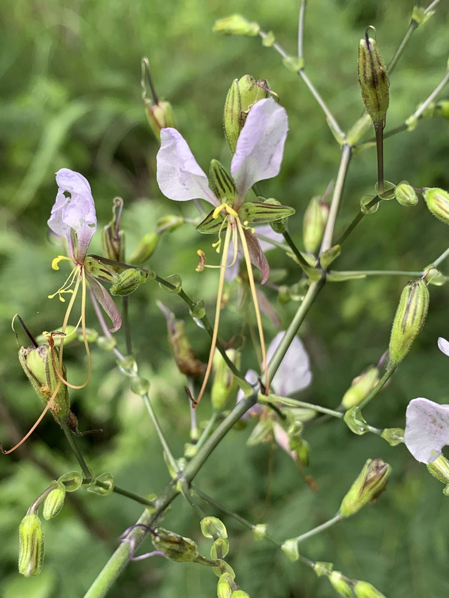 Image of Aneilema hockii De Wild.