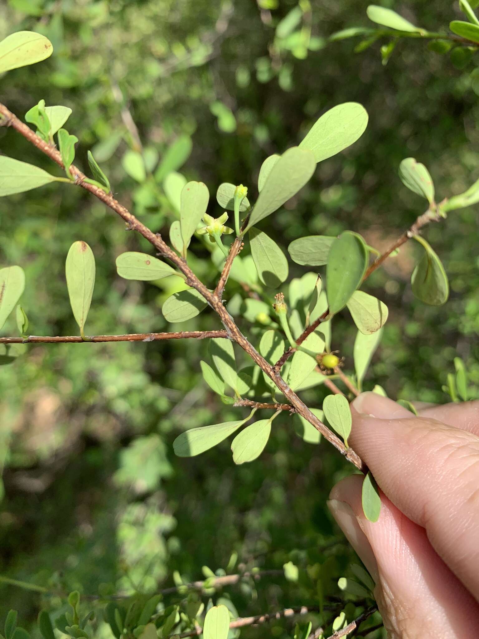 Image of Erythroxylum australe F. Müll.