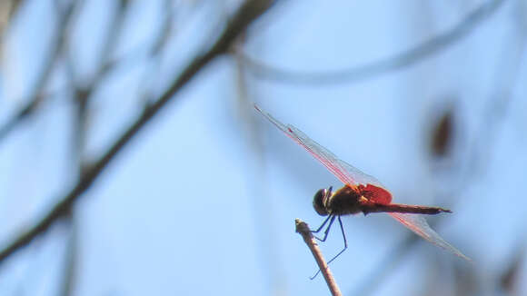 Tramea eurybia Selys 1878 resmi