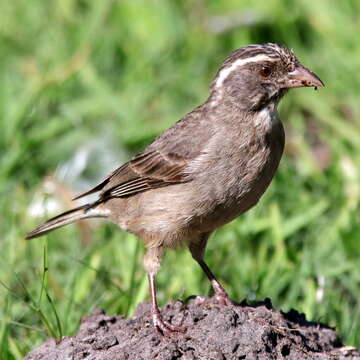 Crithagra gularis humilis (Bonaparte 1850)的圖片