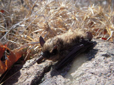 Myotis leibii (Audubon & Bachman 1842) resmi