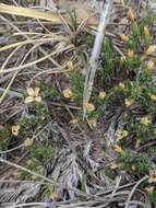 Image of mat prickly phlox