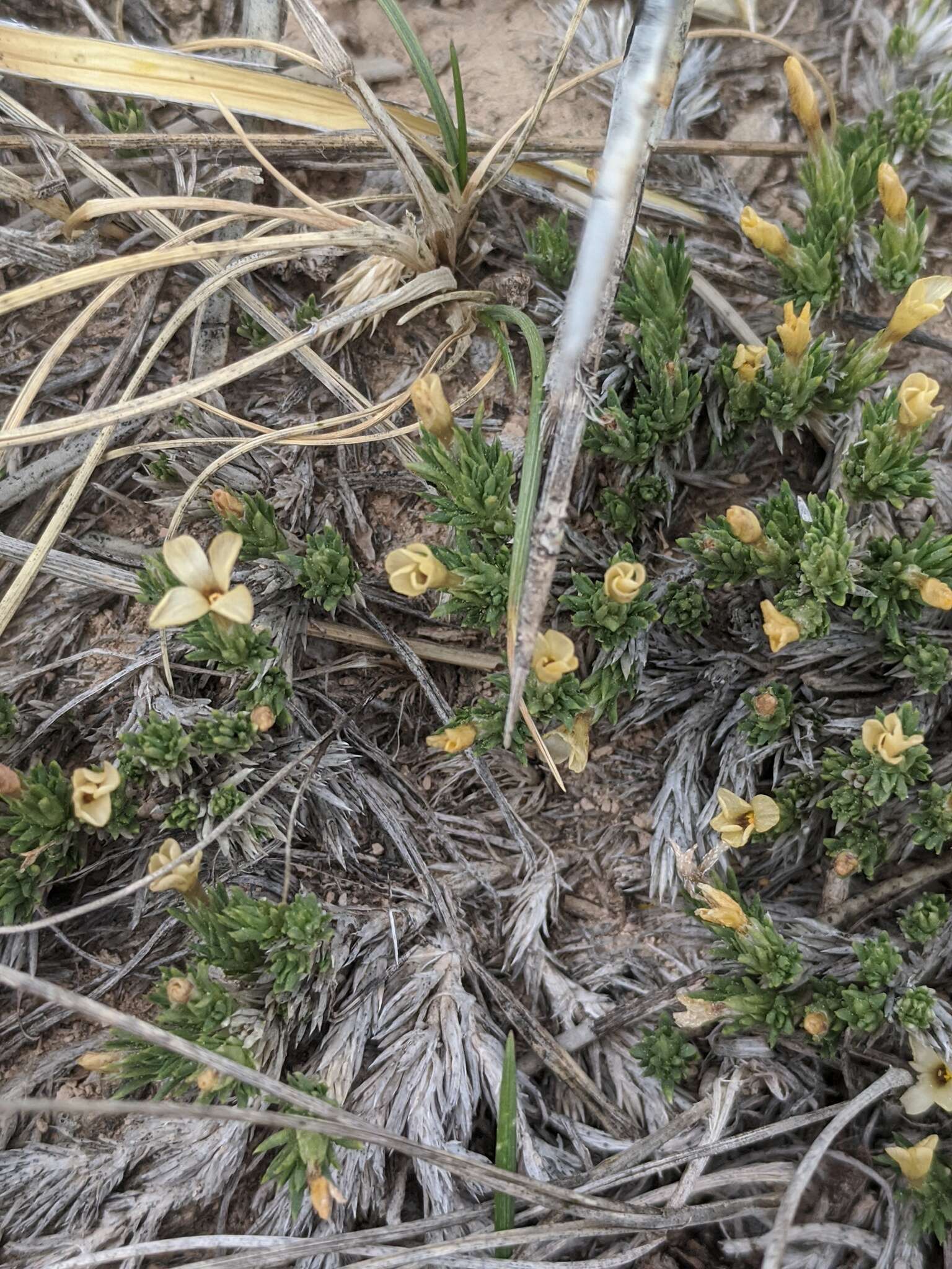 Image of mat prickly phlox