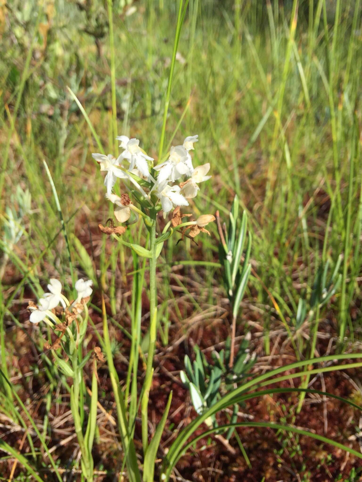 Image of white fringed orchid