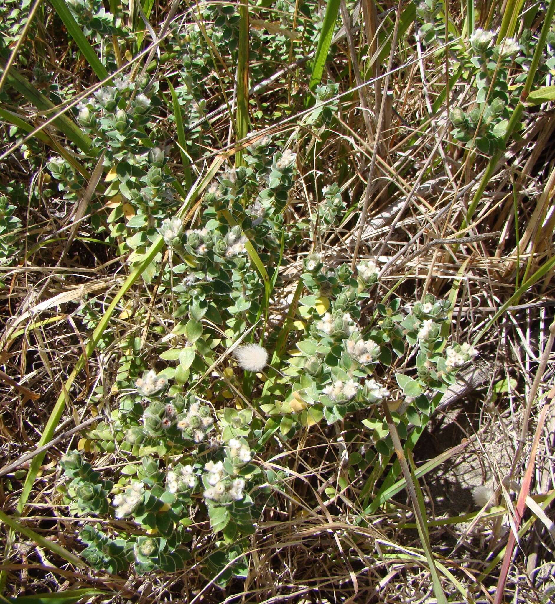 Image of Pimelea villosa Banks & Soland. ex Meissn.