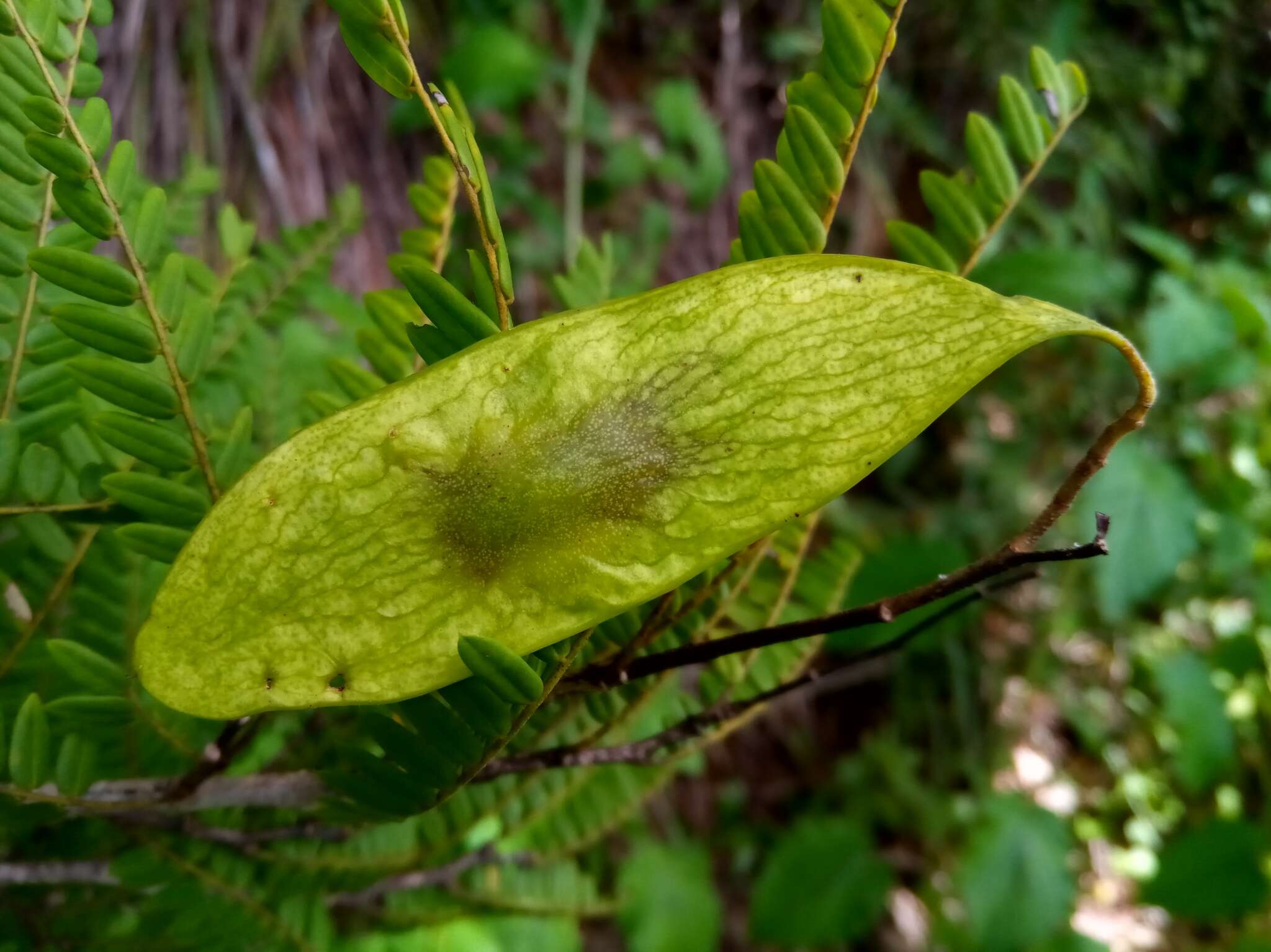 Image de Dalbergia pseudobaronii R. Vig.