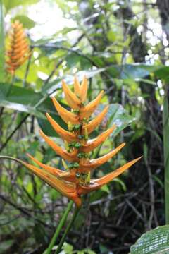 Image of Heliconia librata Griggs