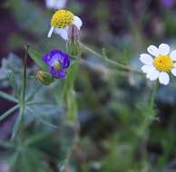 Imagem de Campanula strigosa Banks & Sol.