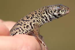 Image of Spotted Sandveld Lizard