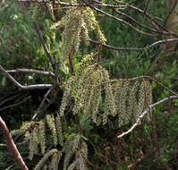 Image of four-stamen tamarisk