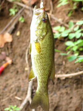 Image of Smallmouth Bass