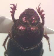 Image of Onthophagus limonensis Kohlmann & Solis 2001