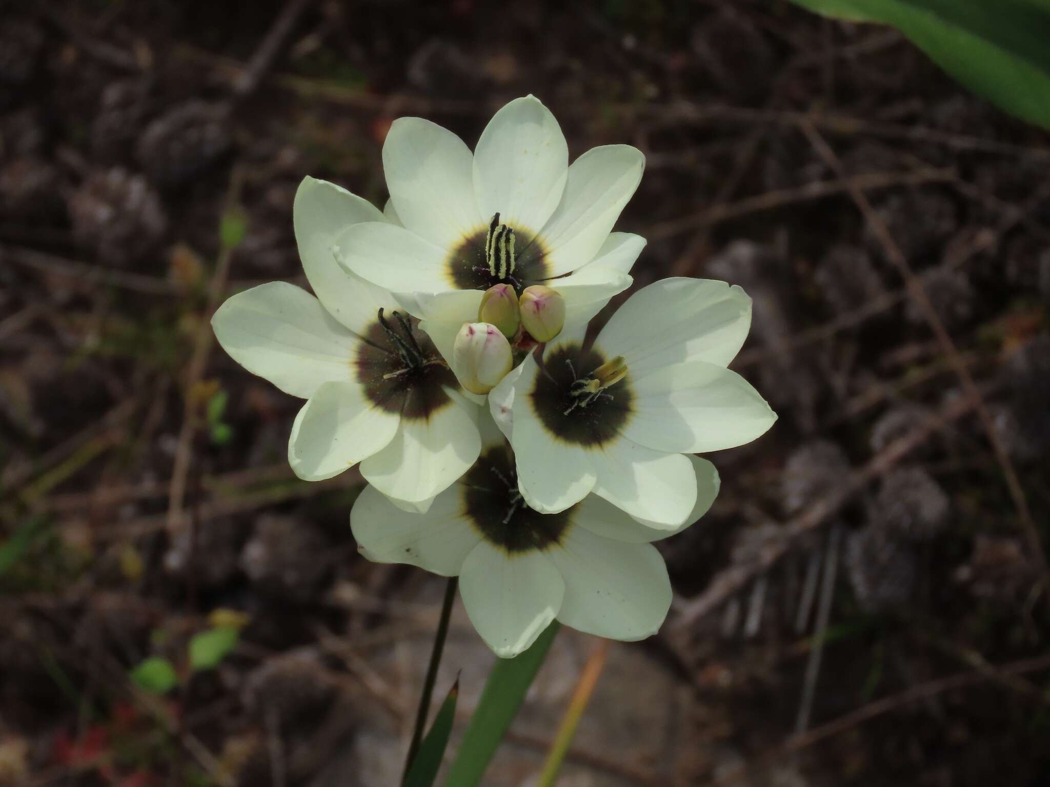 Image of Ixia abbreviata Houtt.