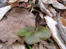 Image of roundlobe hepatica