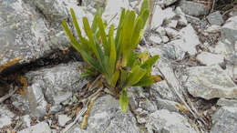 صورة Angraecum magdalenae Schltr. & H. Perrier