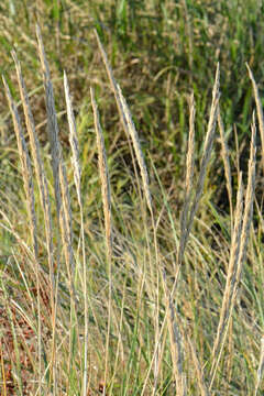 Imagem de Ammophila breviligulata Fernald