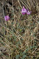 Image of Ackerman's milkvetch