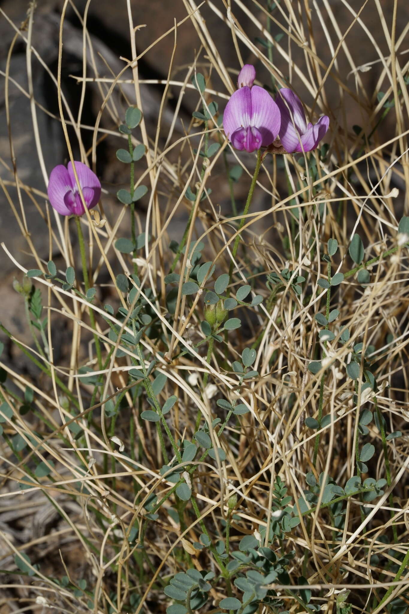 Image of Ackerman's milkvetch