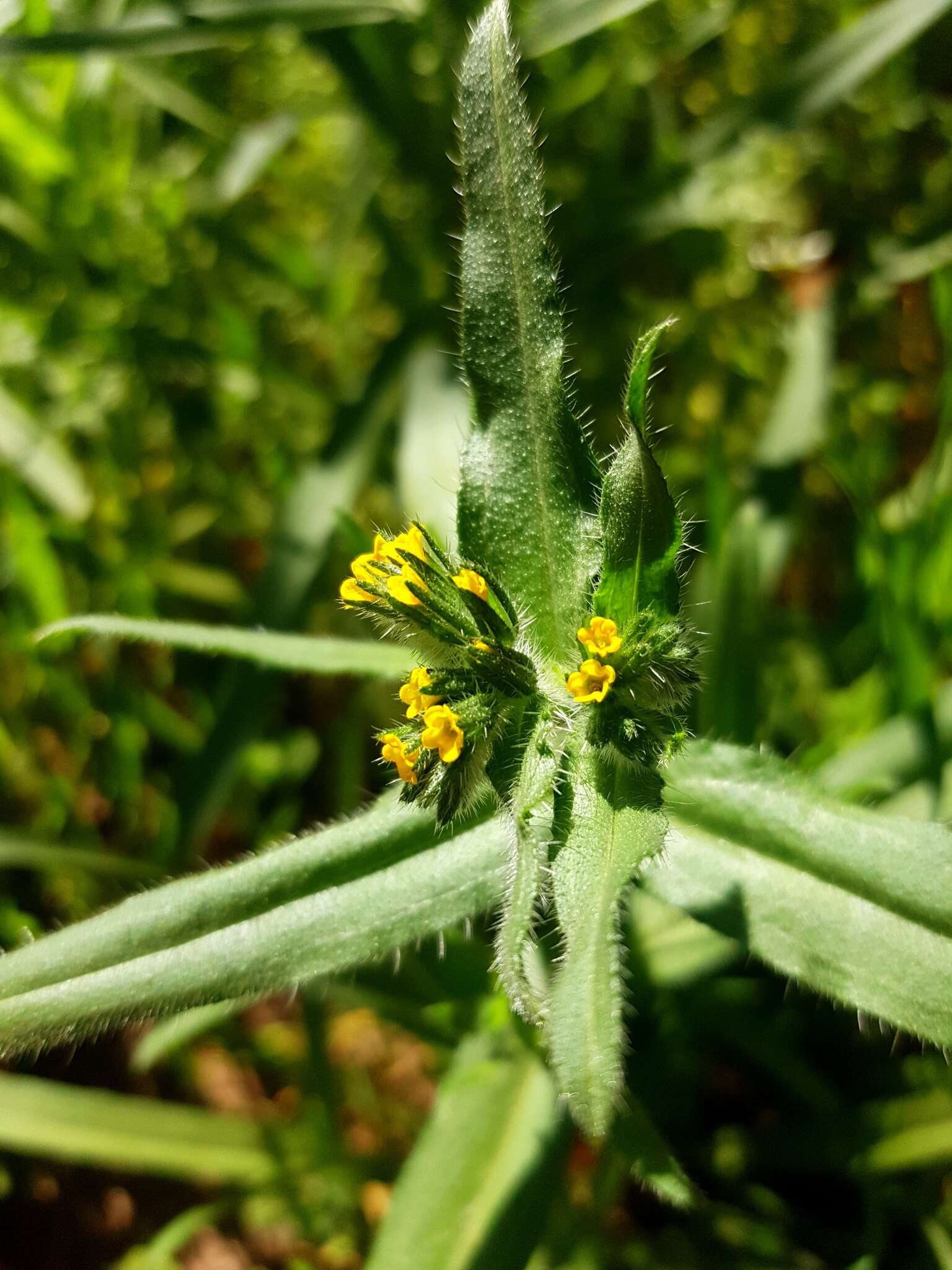 Image of Amsinckia calycina (Moris) Chater