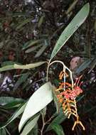 Image of Grevillea victoriae subsp. nivalis V. Stajsic & W. Molyneux