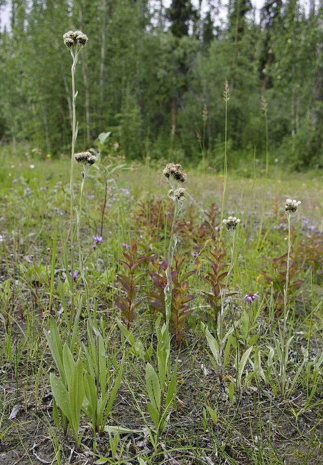 Plancia ëd Antennaria pulcherrima (Hook.) Greene