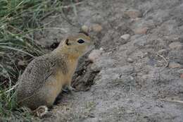 Image of Richardson's ground squirrel