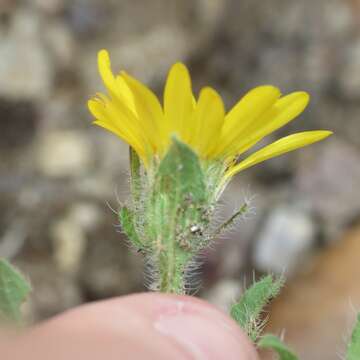 Image of rockyscree false goldenaster