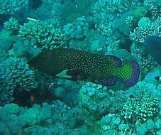 Image of Argus Grouper