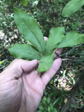 Image of buckthorn bully