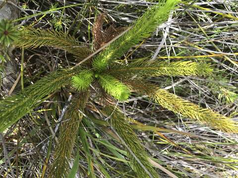 Image of Dacrydium guillauminii J. T. Buchholz